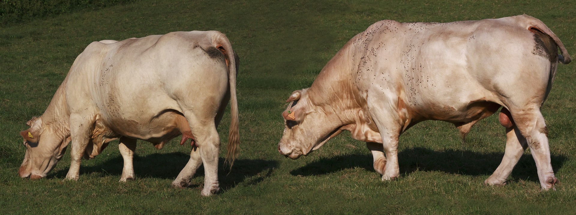 The Sexual Violation of Cows & Rape Racks: Truth or Fallacy? | Praise the  Ruminant